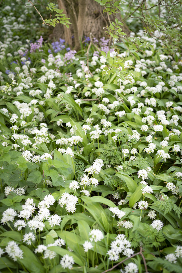 a field of ramps and flowers
